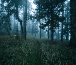 Preview wallpaper forest, trees, fog, grass, path