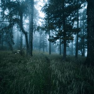 Preview wallpaper forest, trees, fog, grass, path