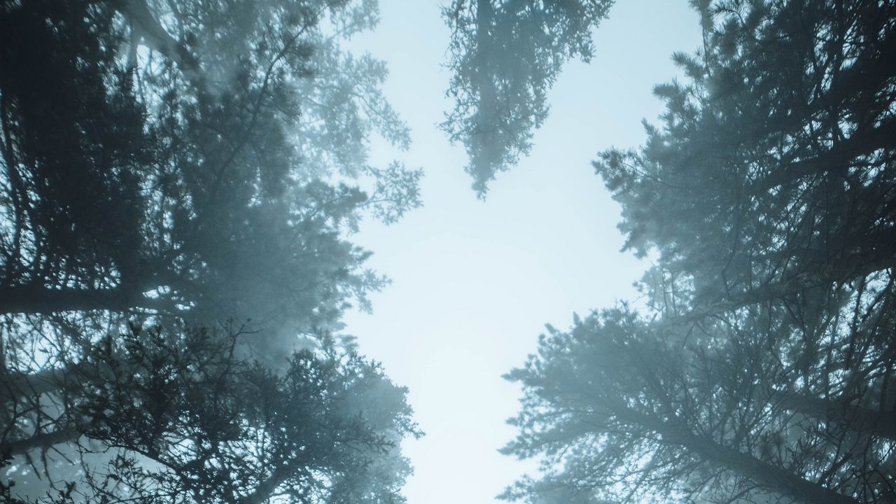 Wallpaper forest, trees, fog, pines, treetops
