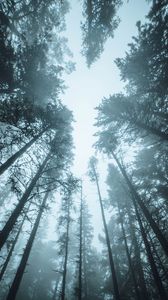 Preview wallpaper forest, trees, fog, pines, treetops