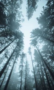 Preview wallpaper forest, trees, fog, pines, treetops