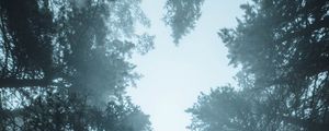 Preview wallpaper forest, trees, fog, pines, treetops