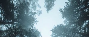 Preview wallpaper forest, trees, fog, pines, treetops