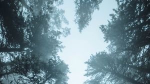 Preview wallpaper forest, trees, fog, pines, treetops