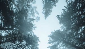 Preview wallpaper forest, trees, fog, pines, treetops