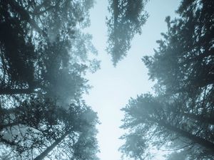 Preview wallpaper forest, trees, fog, pines, treetops