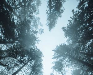 Preview wallpaper forest, trees, fog, pines, treetops