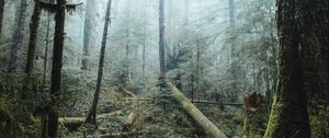 Preview wallpaper forest, trees, fog, light, nature