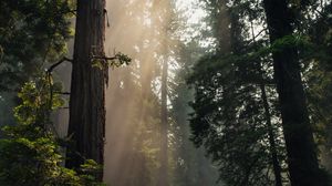 Preview wallpaper forest, trees, fog, sunlight, nature