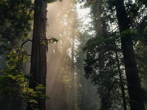 Preview wallpaper forest, trees, fog, sunlight, nature