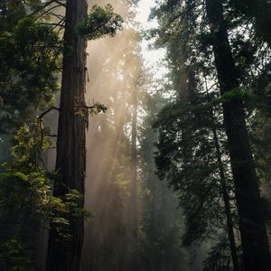 Preview wallpaper forest, trees, fog, sunlight, nature