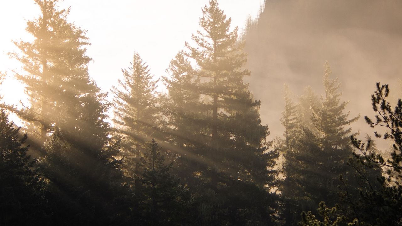 Wallpaper forest, trees, fog, sunlight, morning