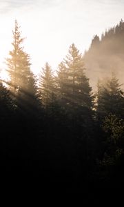 Preview wallpaper forest, trees, fog, sunlight, morning