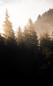 Preview wallpaper forest, trees, fog, sunlight, morning