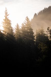 Preview wallpaper forest, trees, fog, sunlight, morning