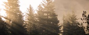 Preview wallpaper forest, trees, fog, sunlight, morning