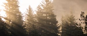 Preview wallpaper forest, trees, fog, sunlight, morning