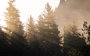 Preview wallpaper forest, trees, fog, sunlight, morning