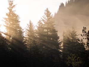 Preview wallpaper forest, trees, fog, sunlight, morning