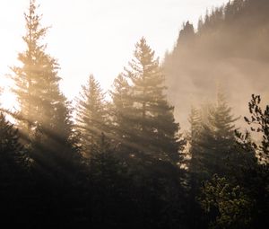 Preview wallpaper forest, trees, fog, sunlight, morning