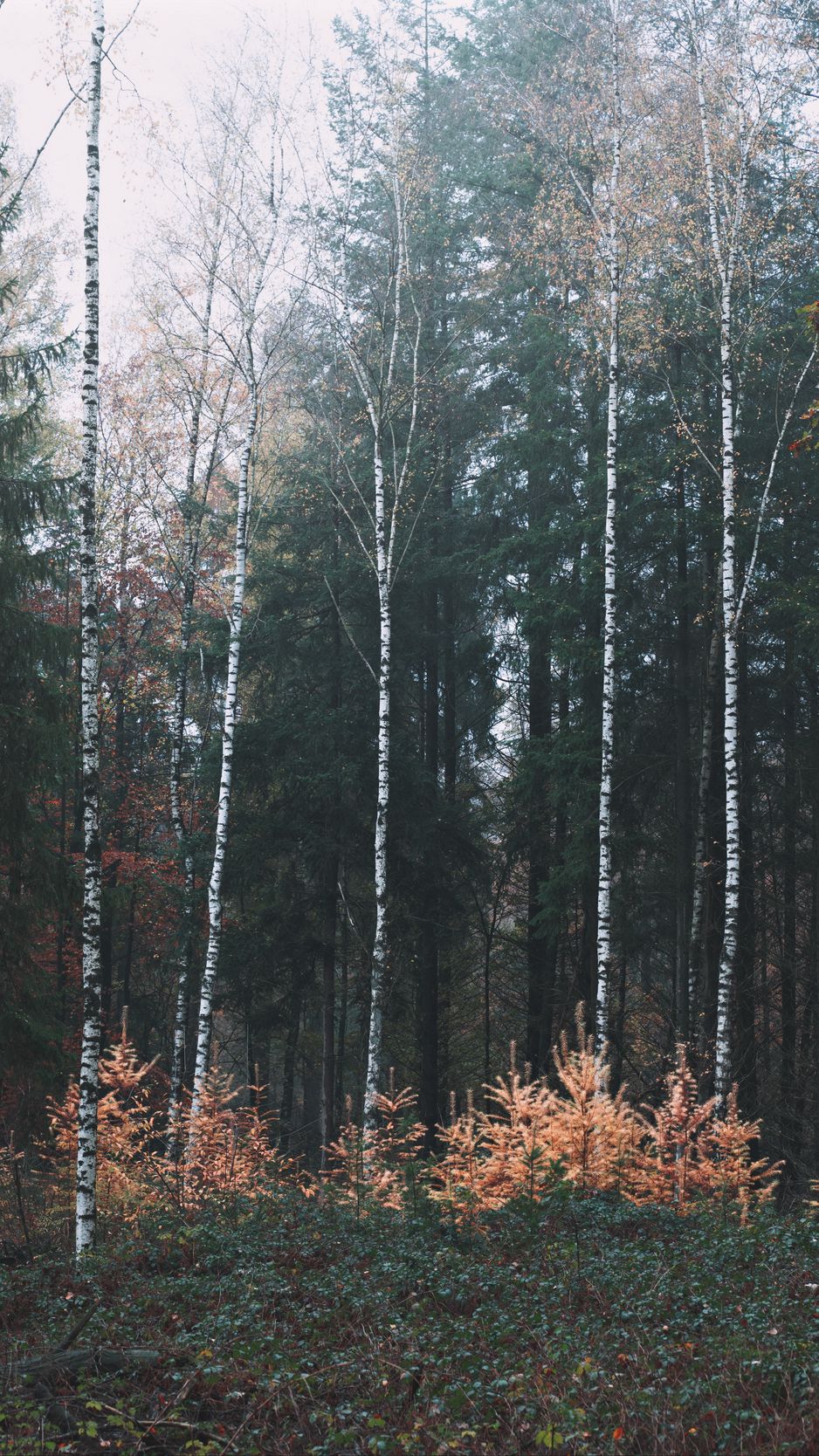 Download Wallpaper 938x1668 Forest Trees Fog Nature Iphone 8 7 6s 6 