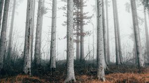 Preview wallpaper forest, trees, fog, nature, autumn