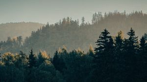 Preview wallpaper forest, trees, fog, hills, landscape