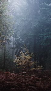 Preview wallpaper forest, trees, fog, leaves, gloomy