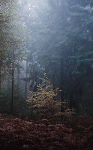 Preview wallpaper forest, trees, fog, leaves, gloomy