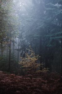 Preview wallpaper forest, trees, fog, leaves, gloomy