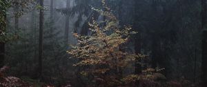 Preview wallpaper forest, trees, fog, leaves, gloomy