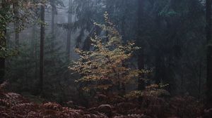 Preview wallpaper forest, trees, fog, leaves, gloomy