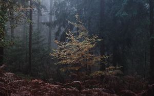 Preview wallpaper forest, trees, fog, leaves, gloomy