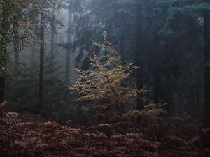 Preview wallpaper forest, trees, fog, leaves, gloomy