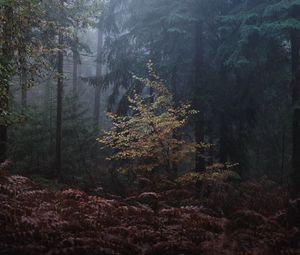 Preview wallpaper forest, trees, fog, leaves, gloomy