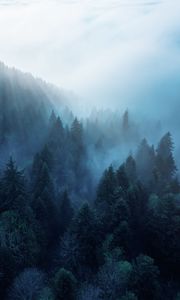Preview wallpaper forest, trees, fog, rays
