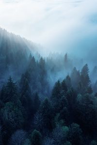 Preview wallpaper forest, trees, fog, rays