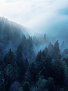 Preview wallpaper forest, trees, fog, rays