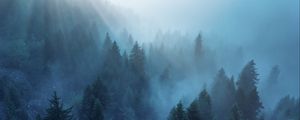 Preview wallpaper forest, trees, fog, rays