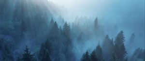 Preview wallpaper forest, trees, fog, rays