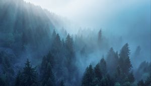 Preview wallpaper forest, trees, fog, rays