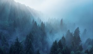 Preview wallpaper forest, trees, fog, rays