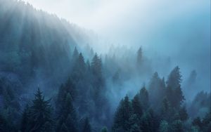 Preview wallpaper forest, trees, fog, rays