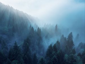 Preview wallpaper forest, trees, fog, rays