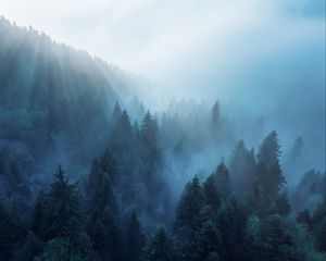 Preview wallpaper forest, trees, fog, rays