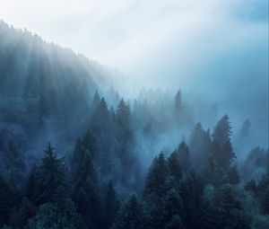 Preview wallpaper forest, trees, fog, rays