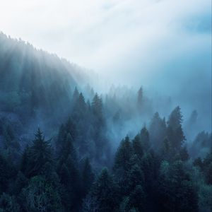Preview wallpaper forest, trees, fog, rays