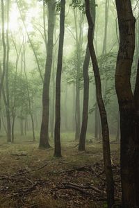 Preview wallpaper forest, trees, fog, branches