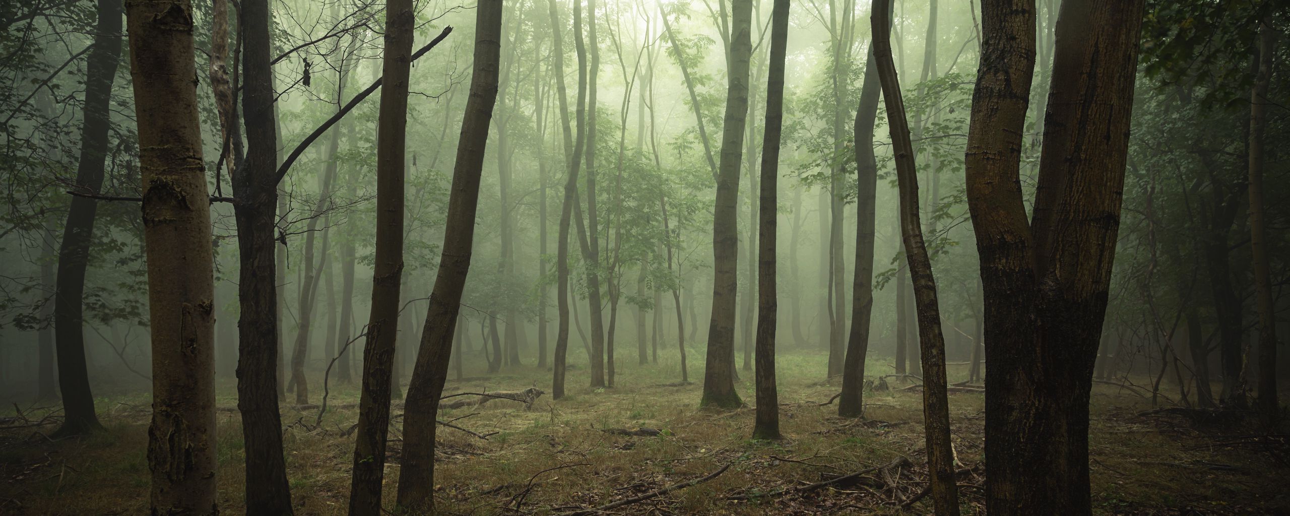 Download wallpaper 2560x1024 forest, trees, fog, branches ultrawide ...