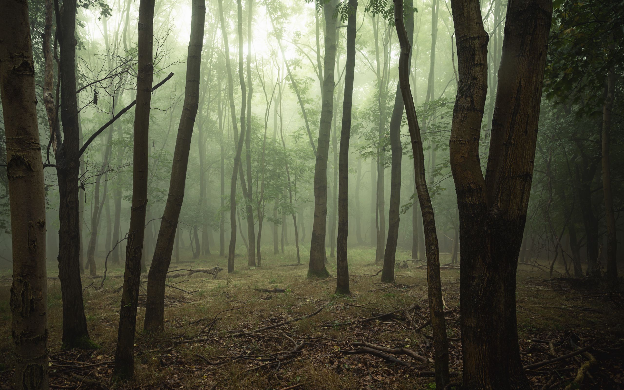 Download wallpaper 2560x1600 forest, trees, fog, branches widescreen 16 ...